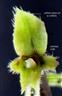  Calyx (2-Lipped and 5 - lobed)